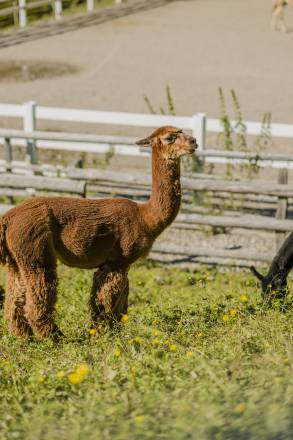 braunes Alpaca auf der Wiese