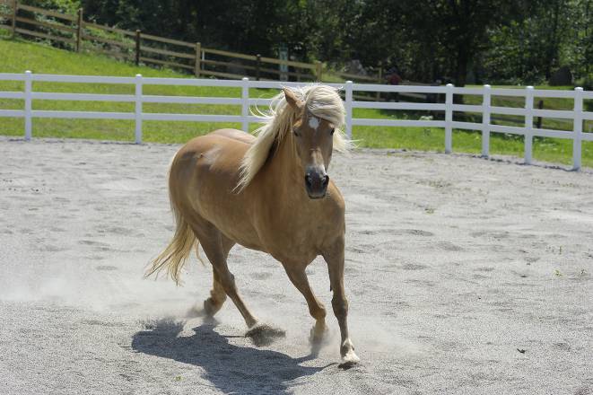 Pferd am Pferdestall