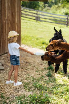 Kind füttert Alpakas