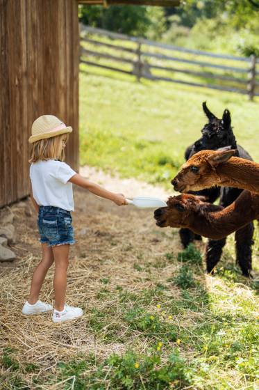 Kind füttert Alpakas
