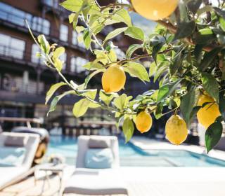Zitronenbaum vor dem Pool im Andreus Hotel