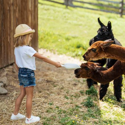 Family Holidays at Hotel Andreus and Hotel Sonnenalm symbolic picture