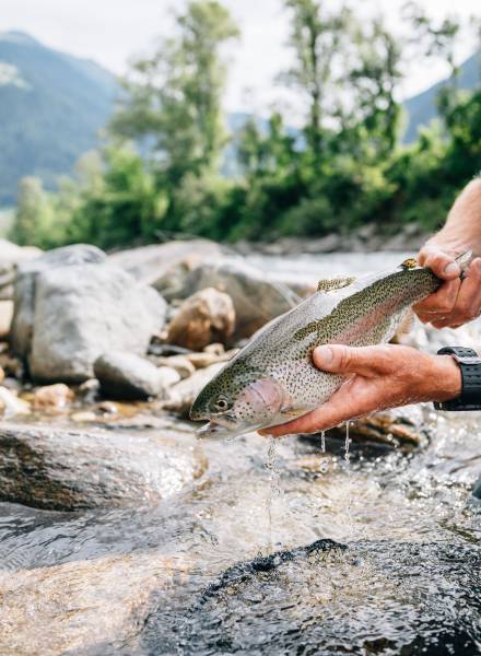 Angler hält Forelle in der Hand