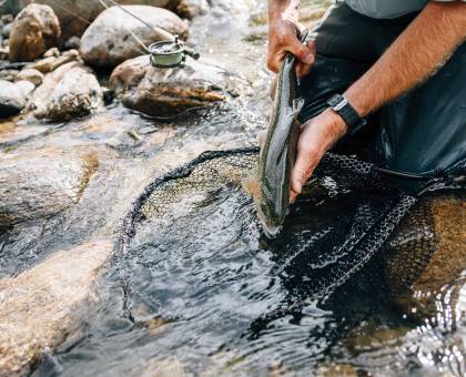 Angler hält einen Fisch in der Hand im Fluss